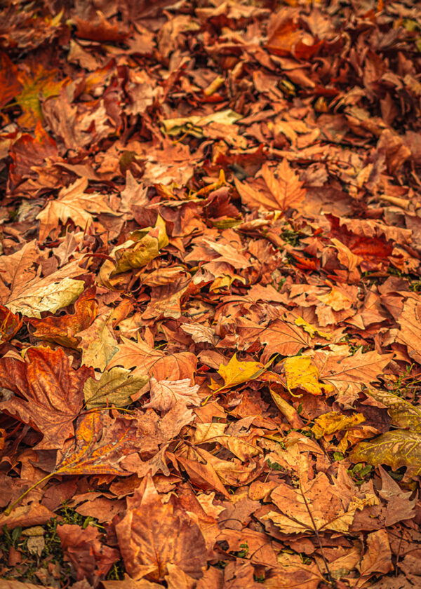 Golden Whispers of Sofia - Limited Edition Photograph