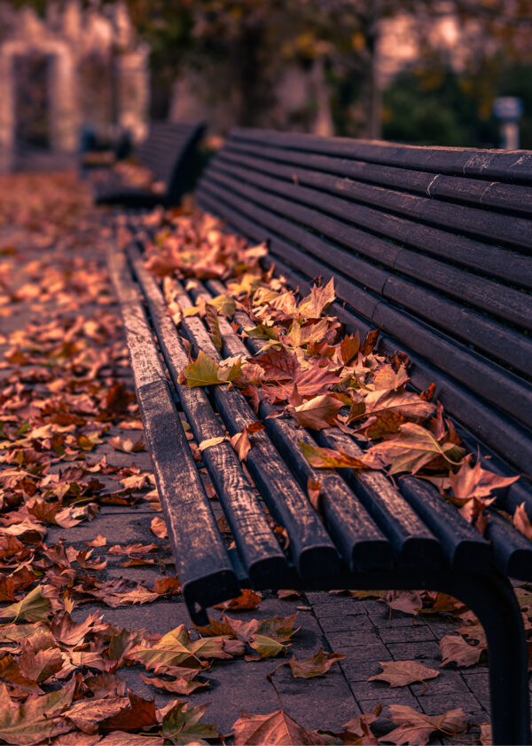Autumn’s Embrace near Parliament - LIMITED EDITION PRINT